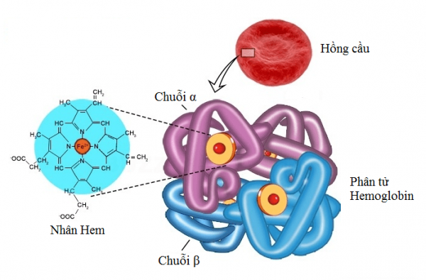 Cấu tạo phân tử Hemoglobin trong hồng cầu